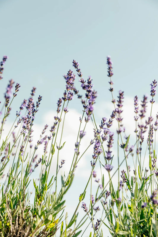 TerpCademy – was sind eigentlich Terpene?